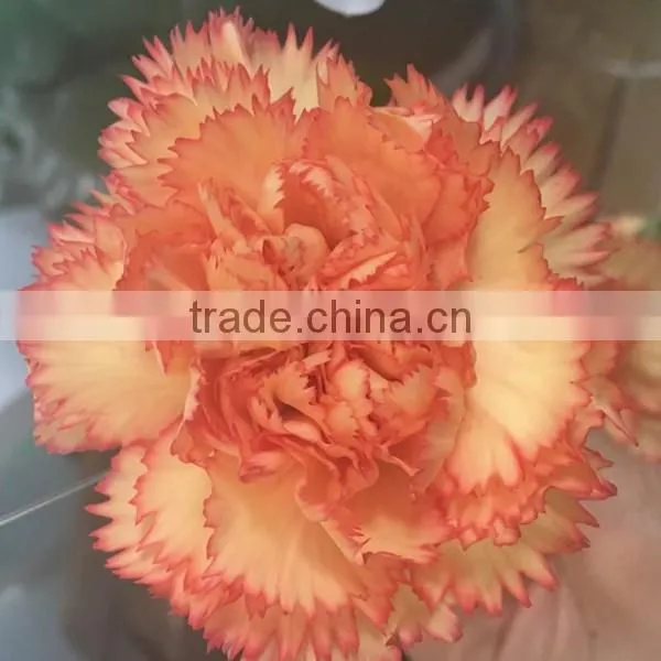 Fresh Cut Carnation Flower From China photo-3