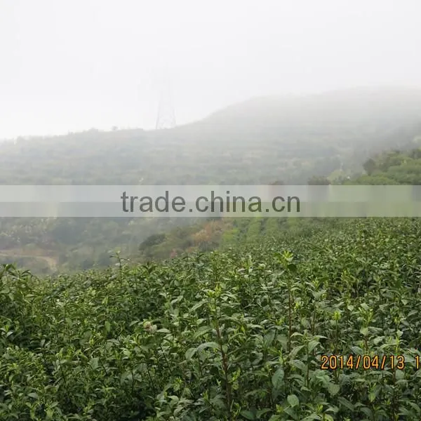 Green Tea Powder, Green Tea Fanning, Green Tea Dust photo-4