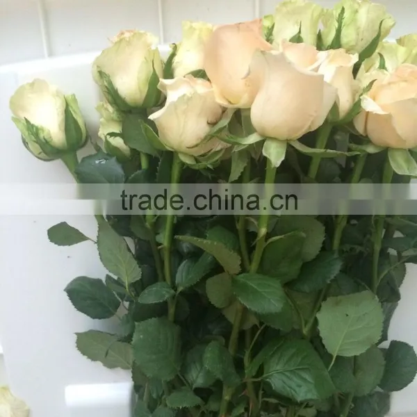 Fresh Cut Flower Varieties Fresh Rose Flowers Hot Selling photo-5