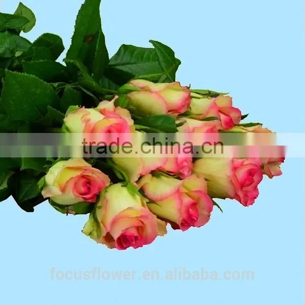 High Quality Red Velvet Fresh Cut Foliage Glass Love Roses Hopeshow With 20stems/bundle From Kunmming photo-3