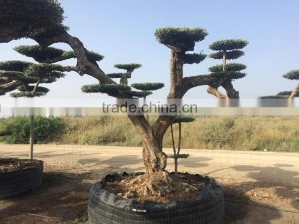 Pompon Olive Tree - Olea Europaea Pom Pon Centenary photo-2