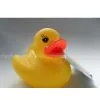 Rubber Duck and Flog