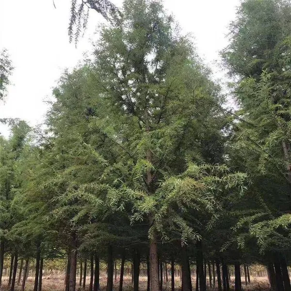 Prices of Jiangsu Chinese Swamp Cypress, Price List of Chinese Swamp Cypress Base, Chinese Swamp Cypress Manufacturers photo-4