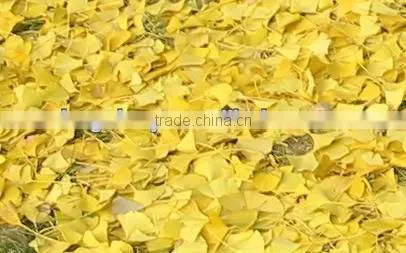 Ginkgo Leaf