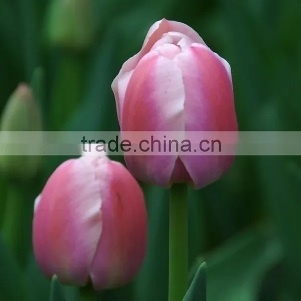 2016 A Quality Tulip Type Flower Bulbs Peonies Cut Flowers From China photo-6