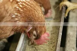 100% Organic Soybean Meal