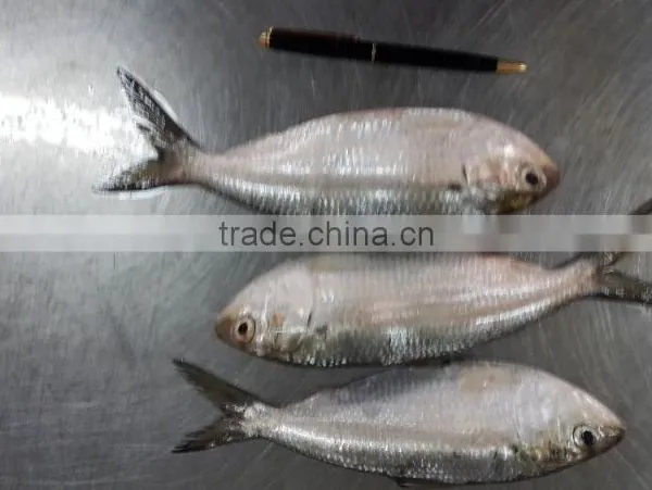 FROZEN SARDINE WHOLE ROUND