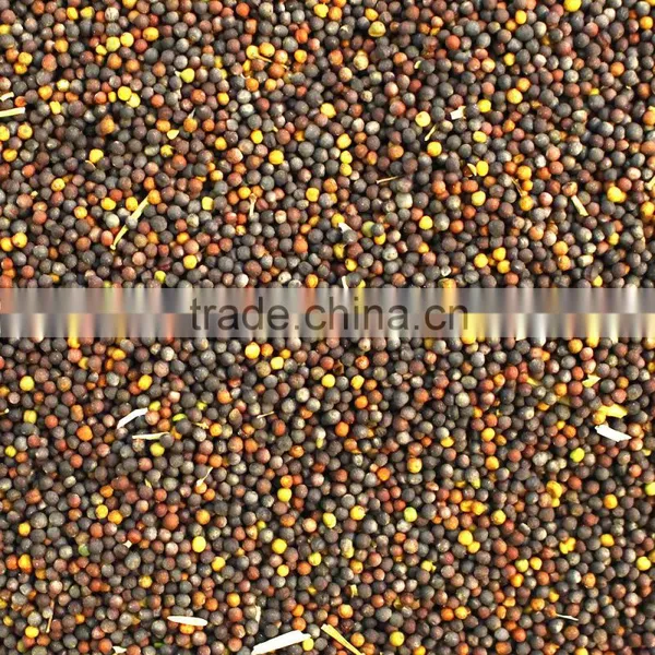 Australian Canola Seeds