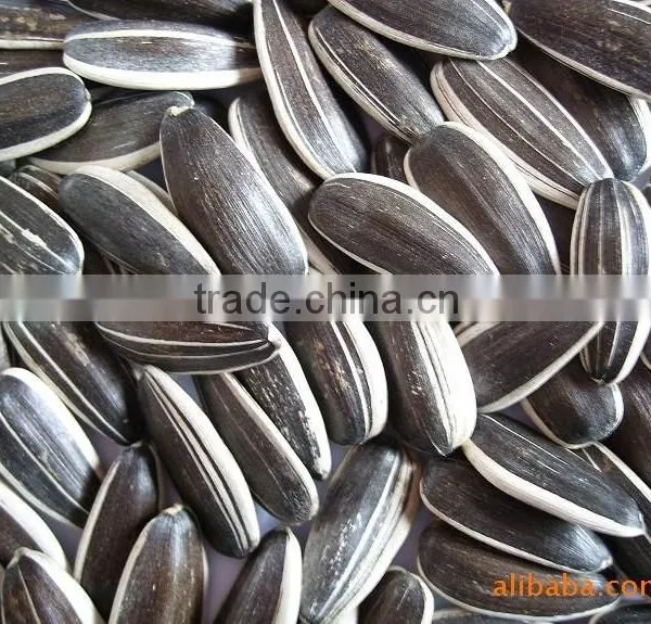 The Lowest Price Of Sunflower Seeds 5009 With High Quality photo-4