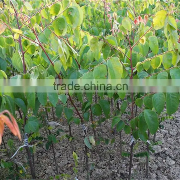 Averrhoa Carambola Tree Seedling photo-2