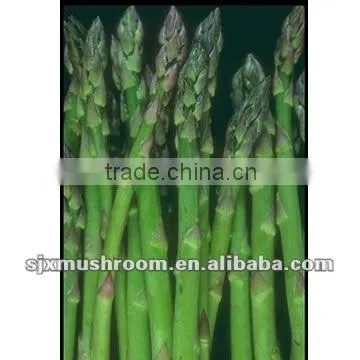2015 New Crop IQF Green Asparagus photo-3