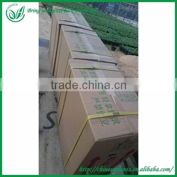 5-10CM Aruacaria Excelsa Seedings for Wholesale photo-4