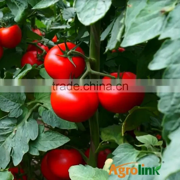 Seaweed Organic Compound Seaweed Bio Fertilizer Used in Agriculture photo-4