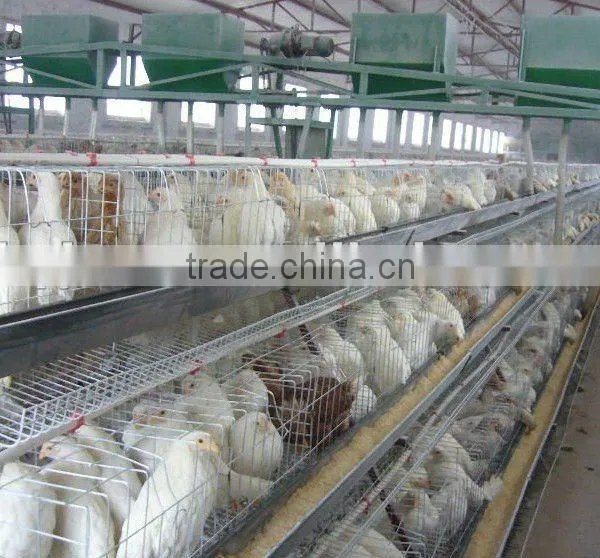 Chicken Coop