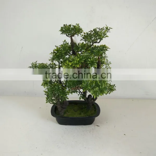 Small Bonsai Tree Wholesale photo-6