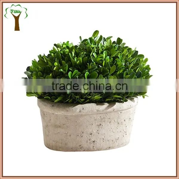 White Potted Boxwood Preserved Oval Wholesale to Abroad photo-2