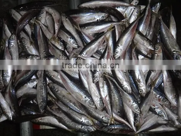 Mahi Mahi Horse Mackerel photo-2
