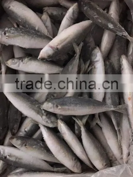IQF Frozen Horse Mackerel/round Scad photo-4