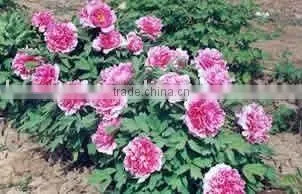 Shan Hu Tai 3 Years Old 3 BranchesTree Peony Plant Root photo-2