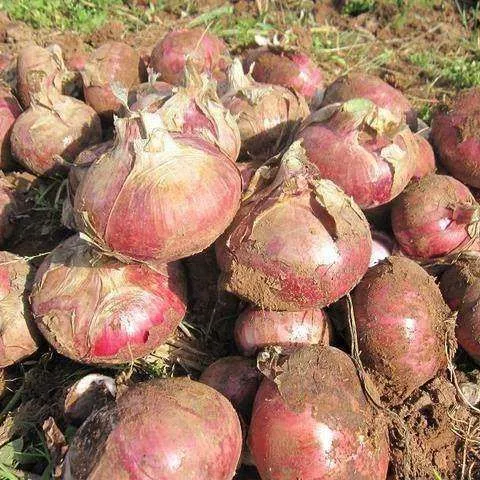 Wholesale New Fresh Red Onion With Good Price photo-4