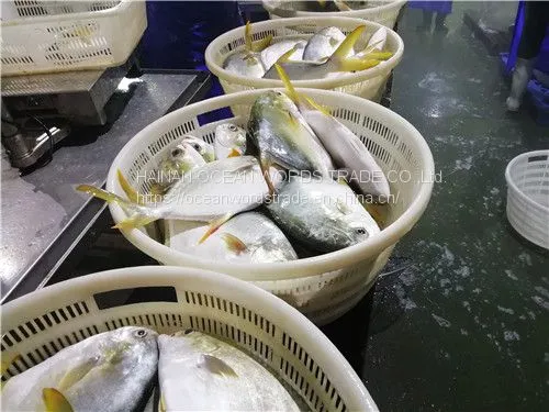 Good Golden Pompano, Golden Pomfret, Golden Pompano 300-400g/400-600g/500-600g/800+ photo-5