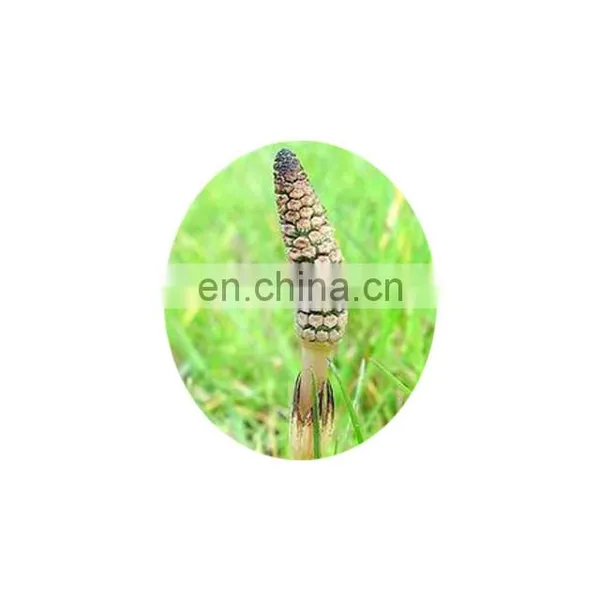 Horsetail Extract Powder With 7% Silicic Acid photo-3