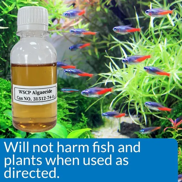 Fish Pond Algaecide for Koi Fish Ponds/Tank Polyquaternium-42 Algae Removal Chemicals Cleaning Care 31512-74-0 photo-2