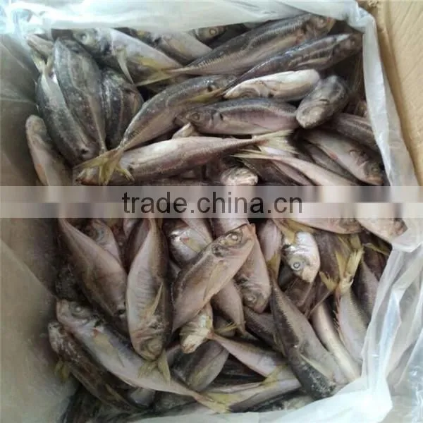Sea Frozen 100-150g Horse Mackerel or Sacd From China photo-4