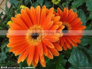 Fresh Cut Flowers Gerbera Floert Fully Open Gerbera From Kunming photo-3