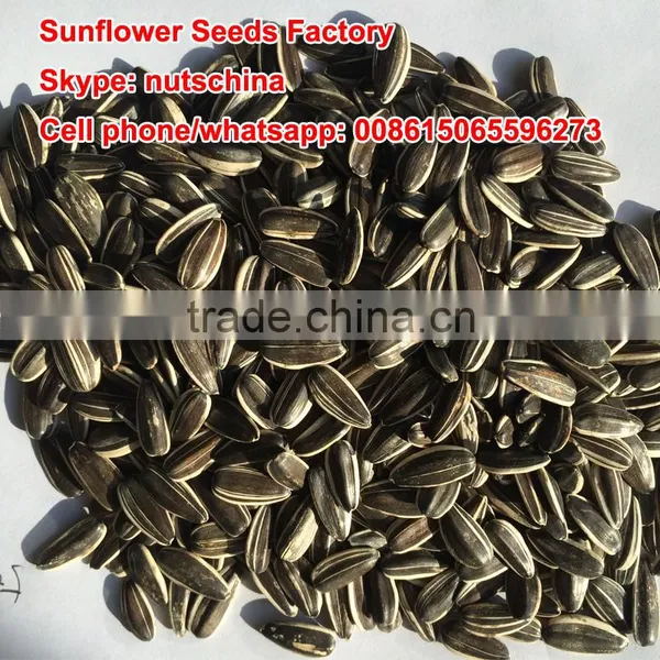 Sunflower Seeds photo-2