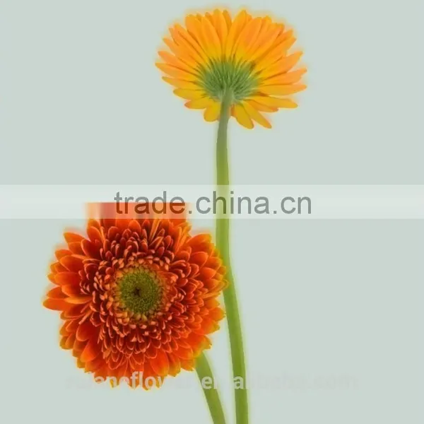 Kunming Flower Export Wooden Vase Flower Pots With 20stems/bundle From Yunnan, China photo-6