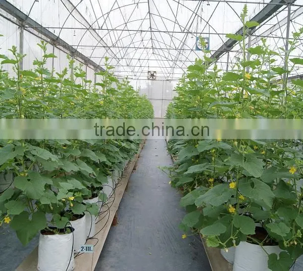 Greenhouse Film photo-3