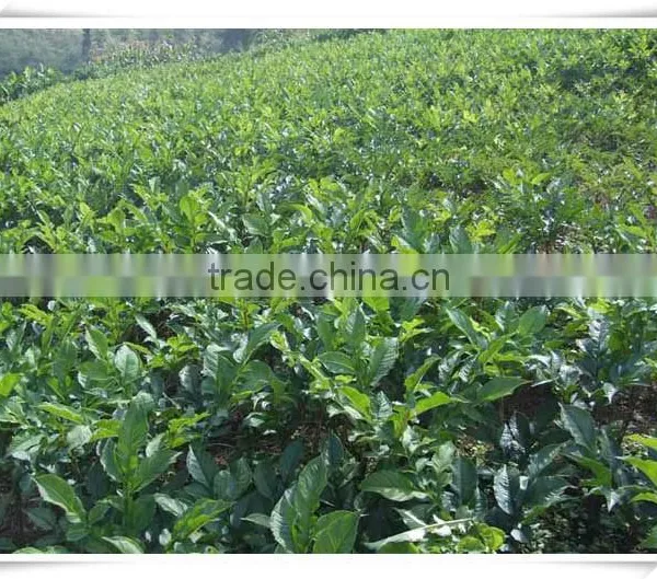 BRC Konjac Noodles photo-2