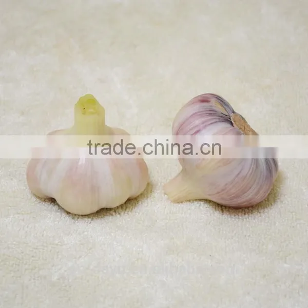 Red White Garlic Supplier 2016 photo-2