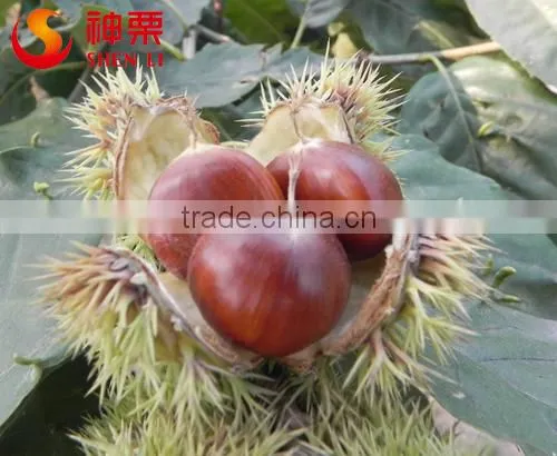 New Crop Organic Fresh Chestnuts ---Raw Fresh Chestnut Selling photo-3