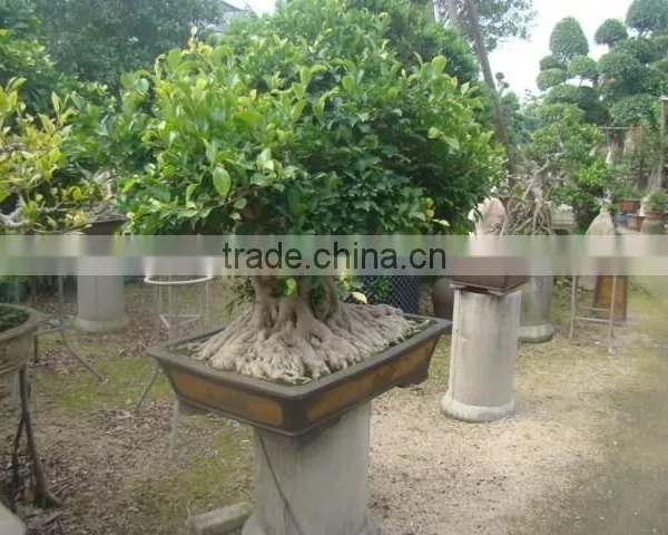 Artistic Best Bonsai of Ficus Microcarpa photo-4
