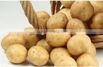 Fresh Healthy Yellow Potato For Sale photo-6