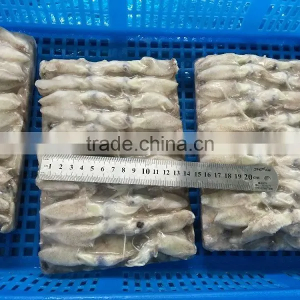 Frozen Baby Loligo Squid photo-4