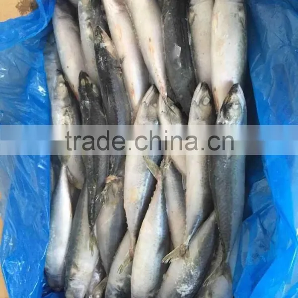 Landfrozen Mackerel 200-300g photo-3