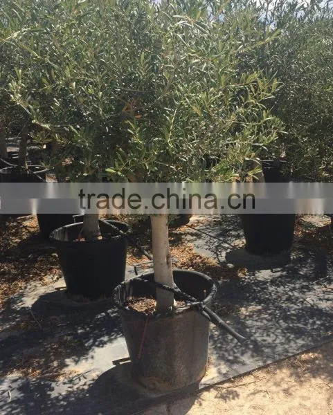 Olive Tree - Olea Europaea "Florida" photo-4