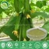 Cucumber Extract