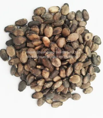 Red Rose High Resistance and Crisp Flesh Watermelon Seeds photo-2
