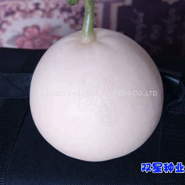 Sweet Star No.21 Resist Diseases Hybrid Musk Melon Seeds photo-3