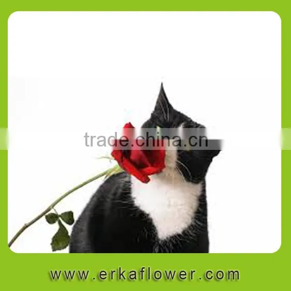 Hot Sale Antirrhinum Rose Seedlings photo-4
