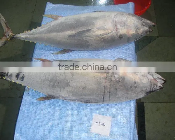 Frozen Yellow Fin Tuna