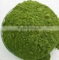 Pure Moringa Powder/High Quality Moringa for Health Benefits India Origin/ Spray Dried Powder photo-4
