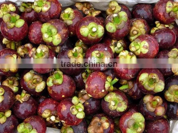 High Quality Kosher Certified HPLC 10%-98% Mangosteen Extract Supplier photo-4