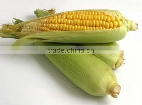 SWEET CORN FLAVOR