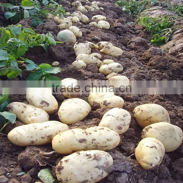 Hot Sale Manual One Row Potato Planter photo-3
