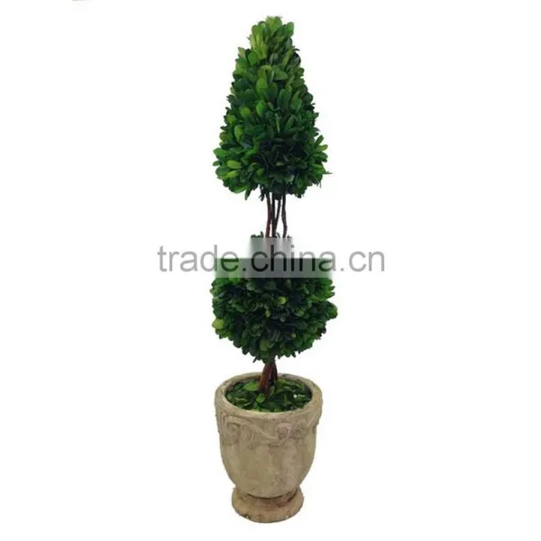 New Potted Boxwood Topairy Preserved photo-3